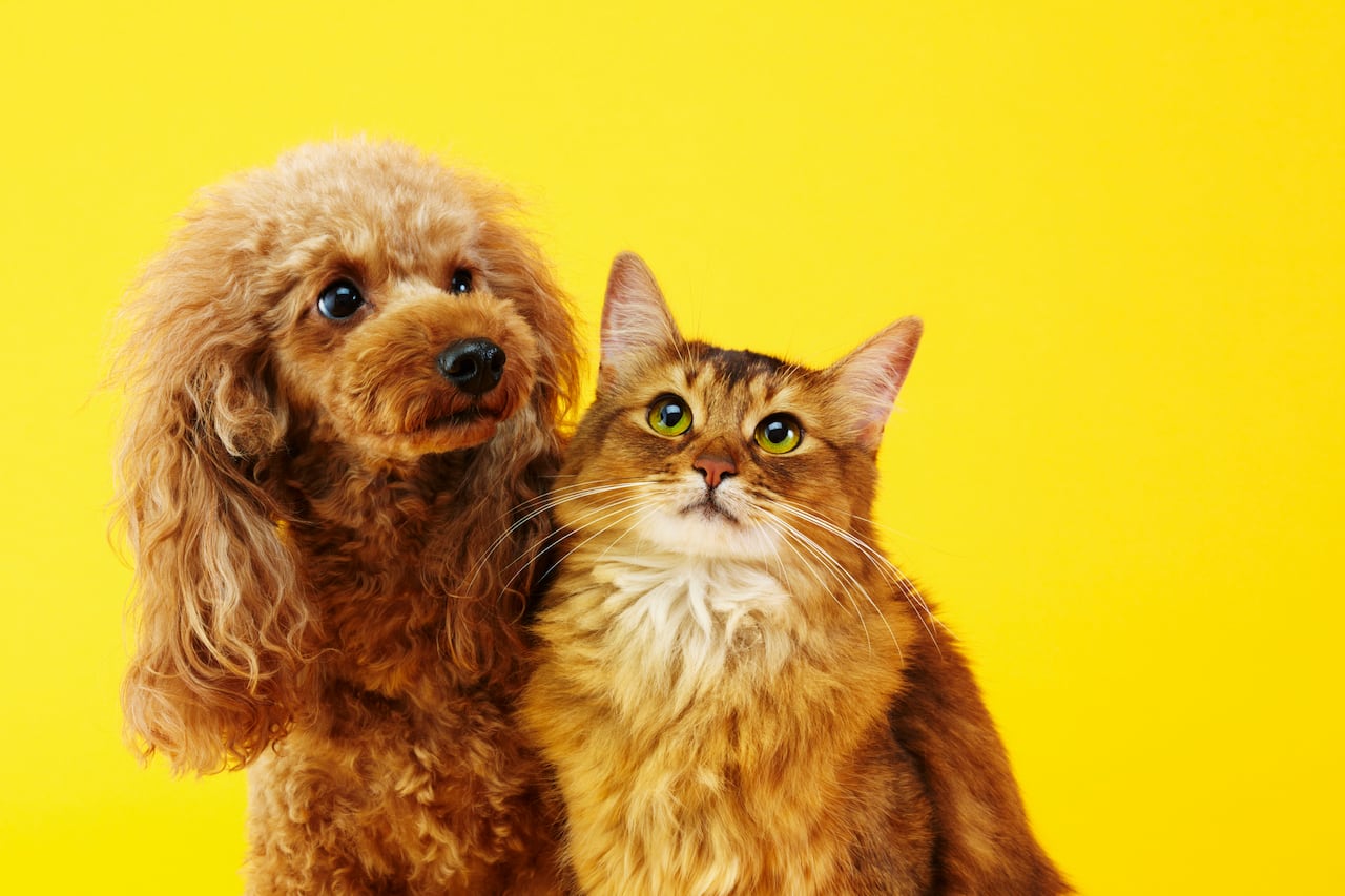 Miniature poodle and Somali cat