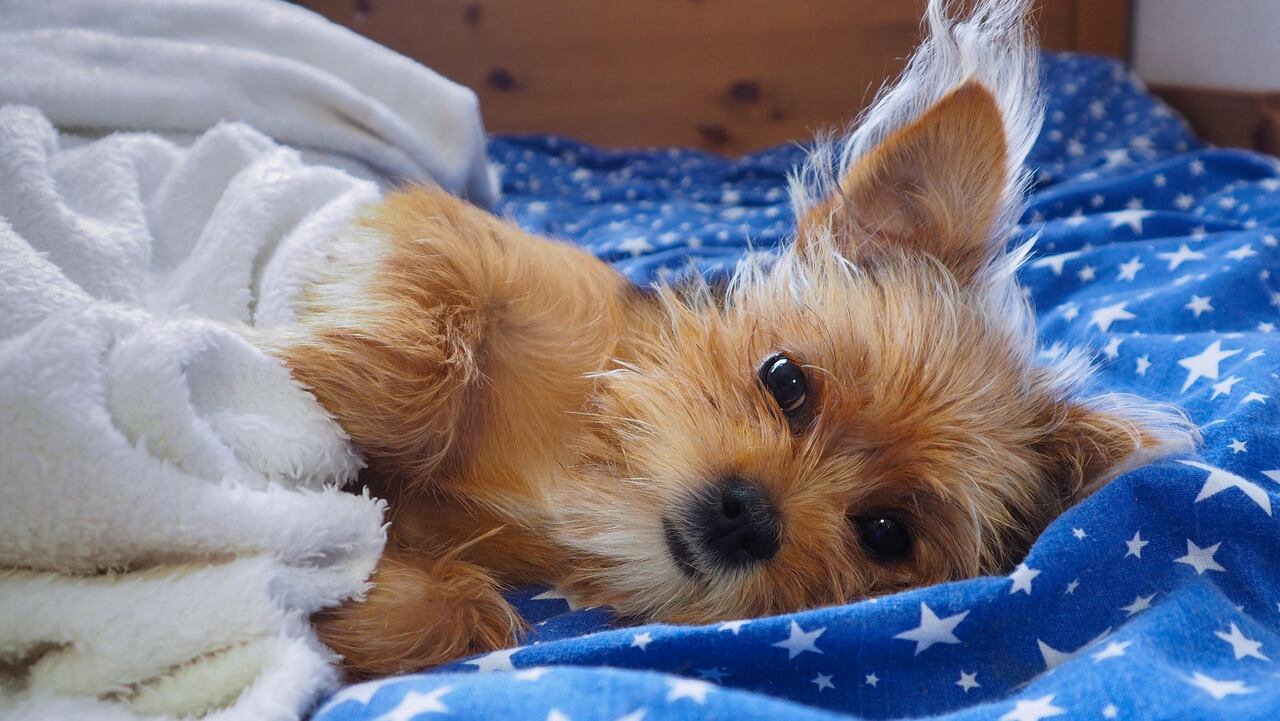 Insomnio en perros: Consejos para ayudar a tu mascota a dormir mejor