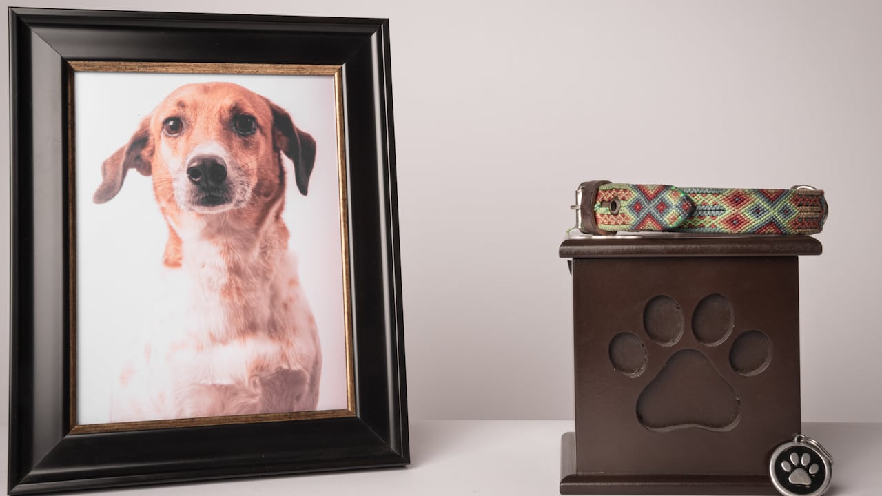 urn with a puppy print, on it, a colorful leash, next to it a photograph of the puppy. White background