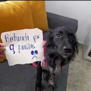 Selene ha sido rechazada de nueve hogares diferentes.