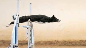 'Dog Photography Awards',