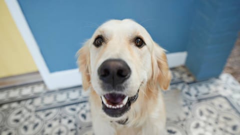 Los mejores consejos para cuidar la salud de tu peludito