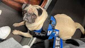 Perros Guía una alternativa para devolverle la funcionalidad a las personas en condición de discapacidad