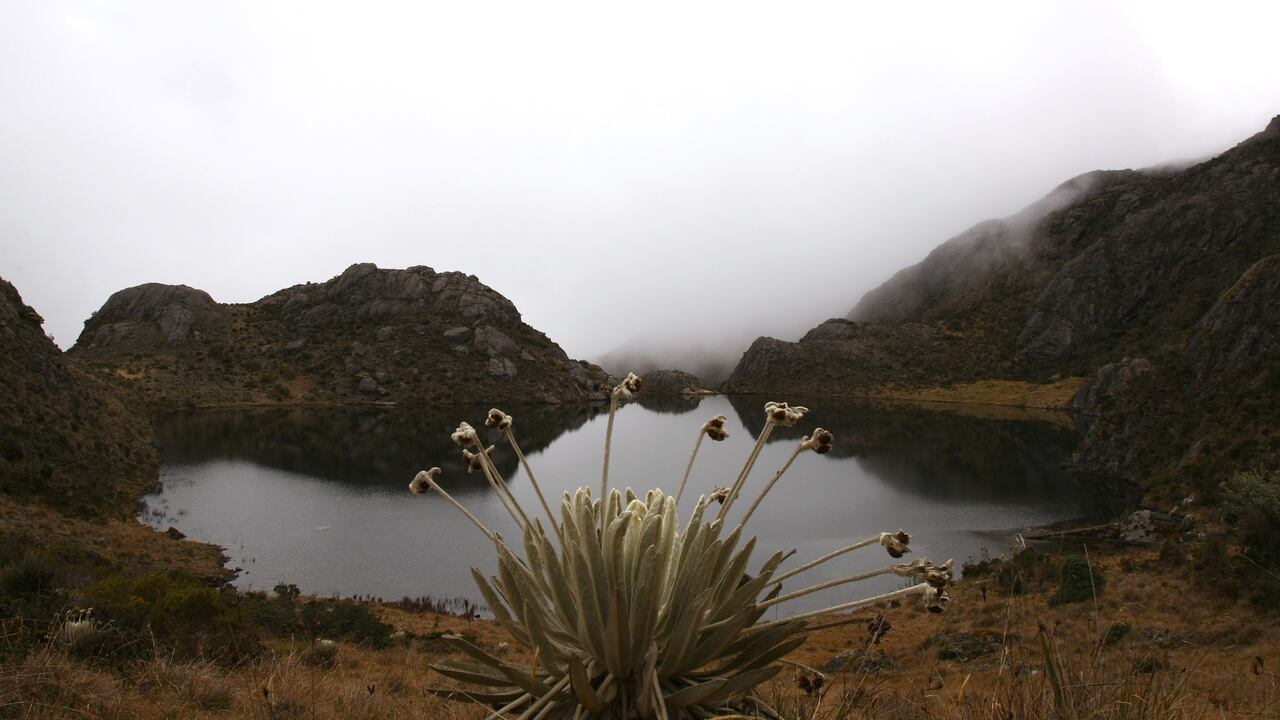 El Páramo de Santurbán es una área natural estratégica donde nacen las principales fuentes de agua que abastecen a 48 municipios de Santander y Norte de Santander.