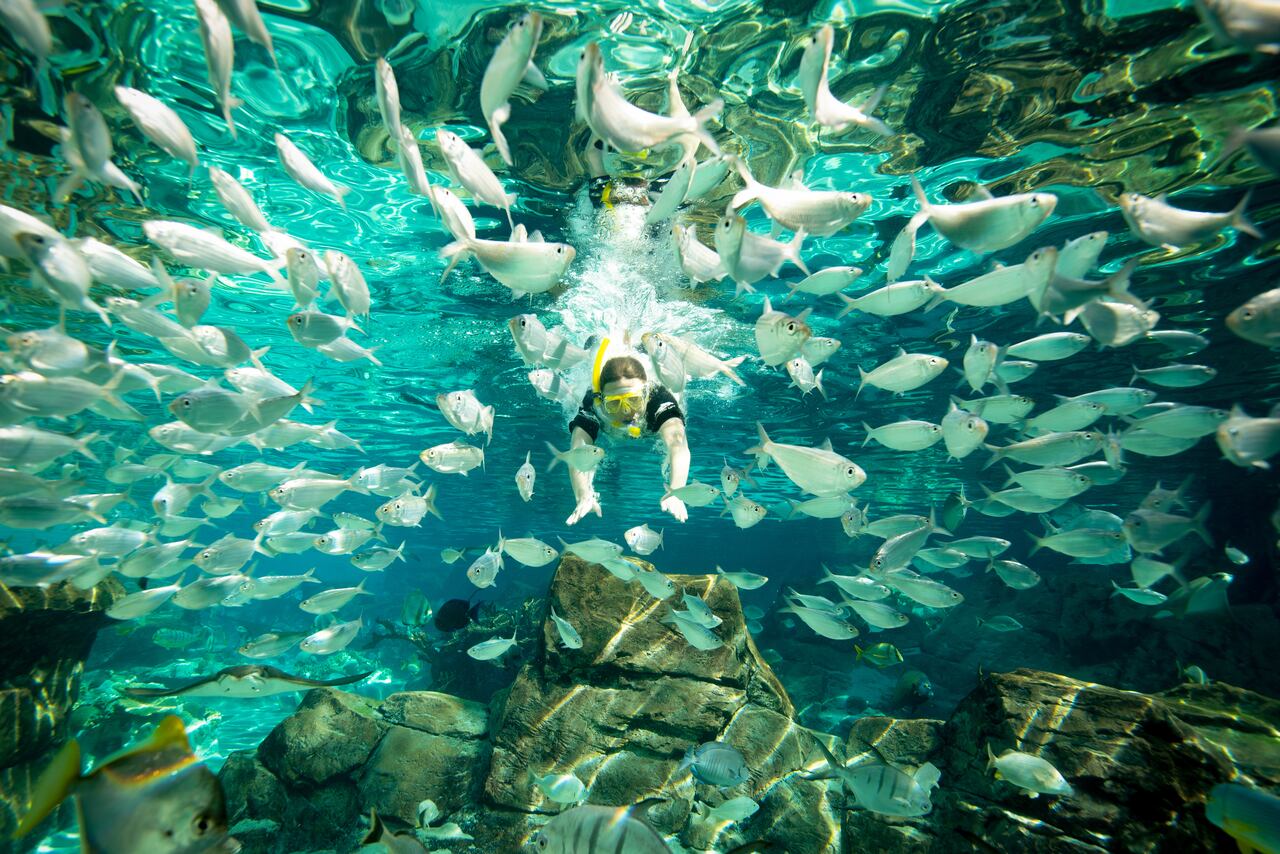Discovery Cove