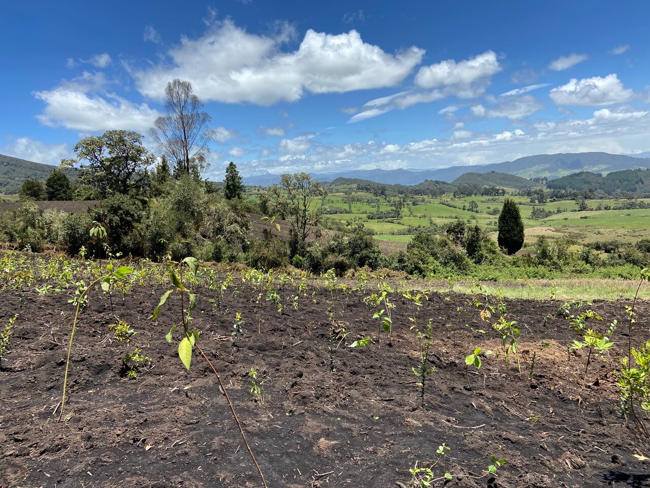 Bosque Toyota