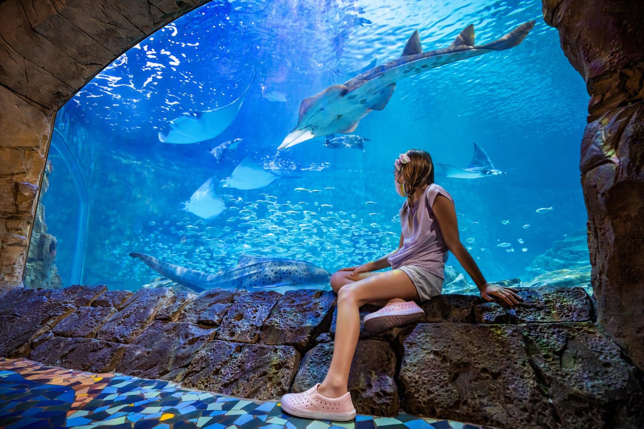 SeaWorld: circuito de encuentros con animales