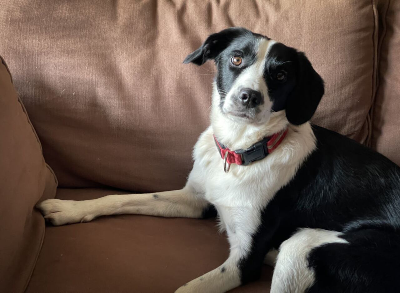 Perro