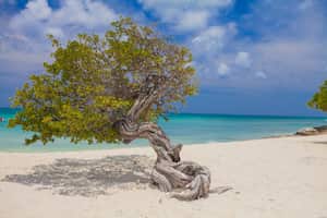 Aruba y sus imperdibles