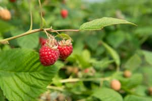 Es una fruta con antioxidantes.