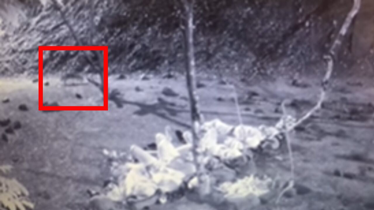 Un animalito visitó a los integrantes del 'Desafío The Box'