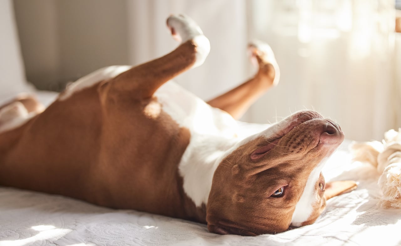 Foto referencia sobre perro revolcándose.