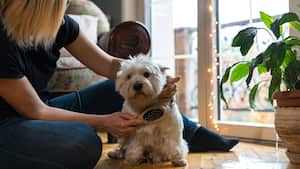 Viviendo con mascotas. Una mujer adulta acaricia y cepilla a su lindo perro mimado