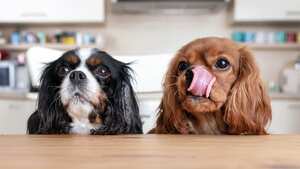 Dos perros sentados detrás de la mesa de la cocina esperando comida