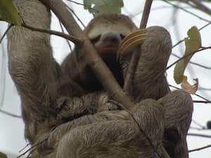 A través de las acciones que implementa para proteger los ecosistema, ISA también ayuda a conservar la fauna del país.