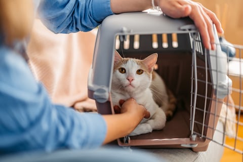 gatos