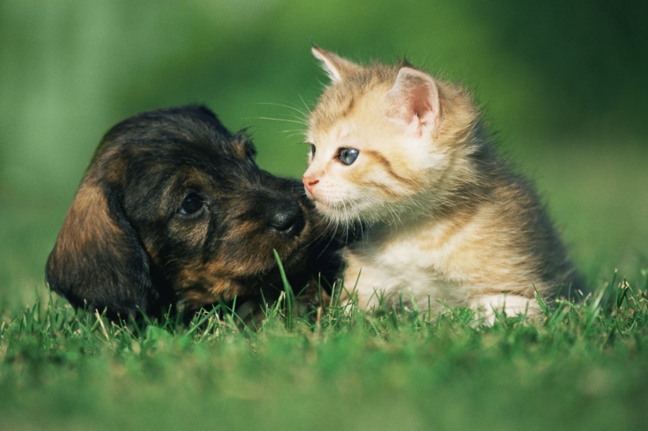 Es importante crear rutinas de alimentación y juego para que las mascotas no experimenten angustia por la separación del humano.