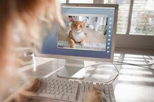 El mundo digital está abierto para disfrutar con nuestras mascotas