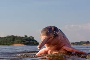 Amazon River Dolphin on Rio Negro
