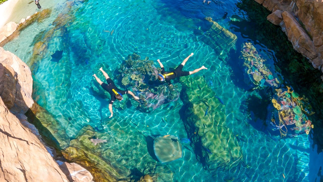 Razones por las cuales debería nadar con tiburones una vez en la vida