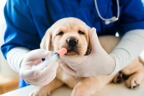 Perro veterinario
