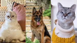 Las mascotas más ricas del mundo