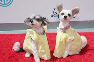 SOUTHAMPTON, NEW YORK - JULY 16: Tinkebelle The Dog and Belle The Dog attend Jill Zarin's Luxury Luncheon at The Southampton Historical Museum on July 16, 2022 in Southampton, New York. (Photo by Johnny Nunez/WireImage)