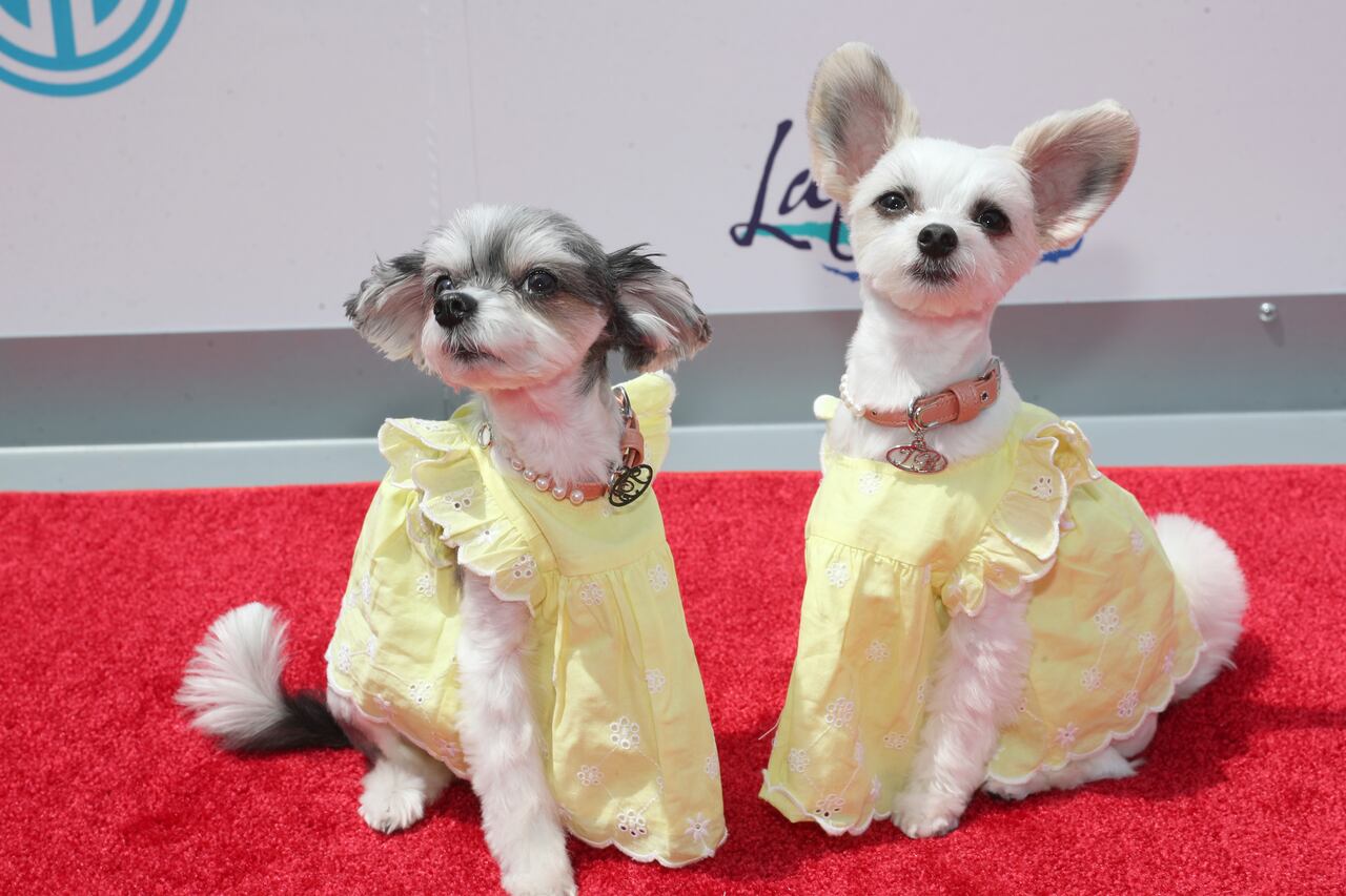 Luxury Dogs.