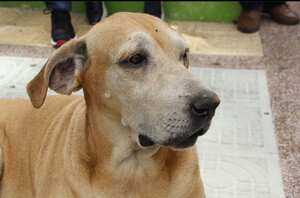 Marcos, perrito que esperó a su dueño fallecido en Caldas.