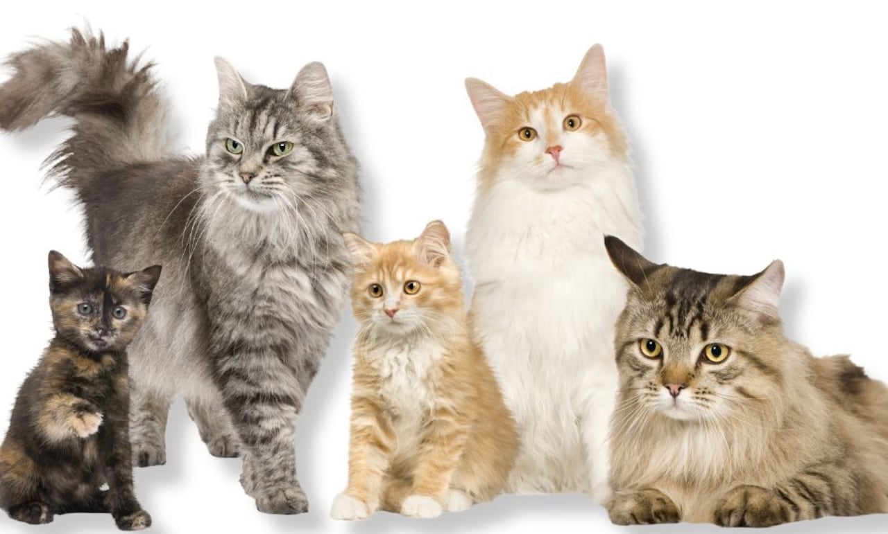 Gatos