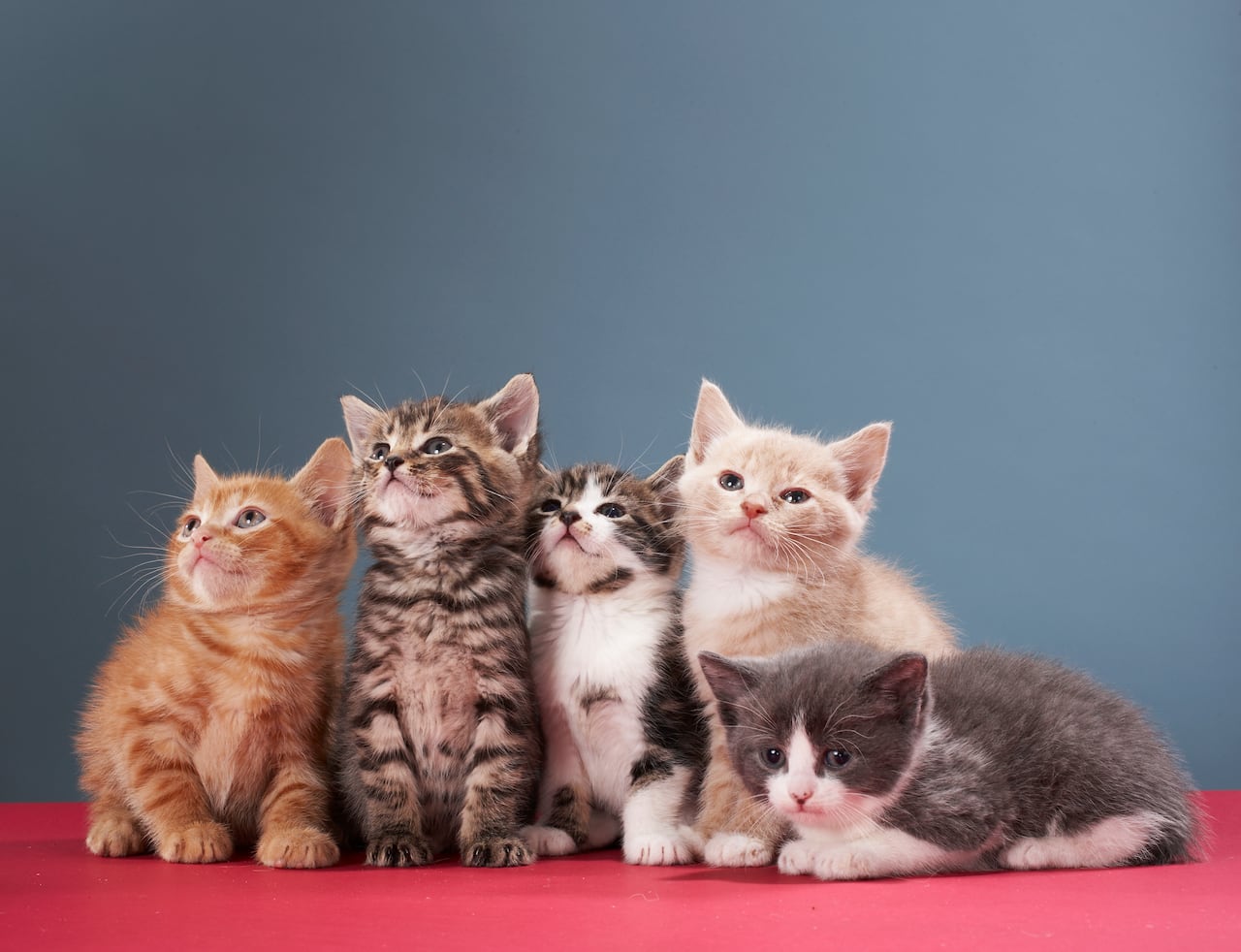 Gato -cachorros