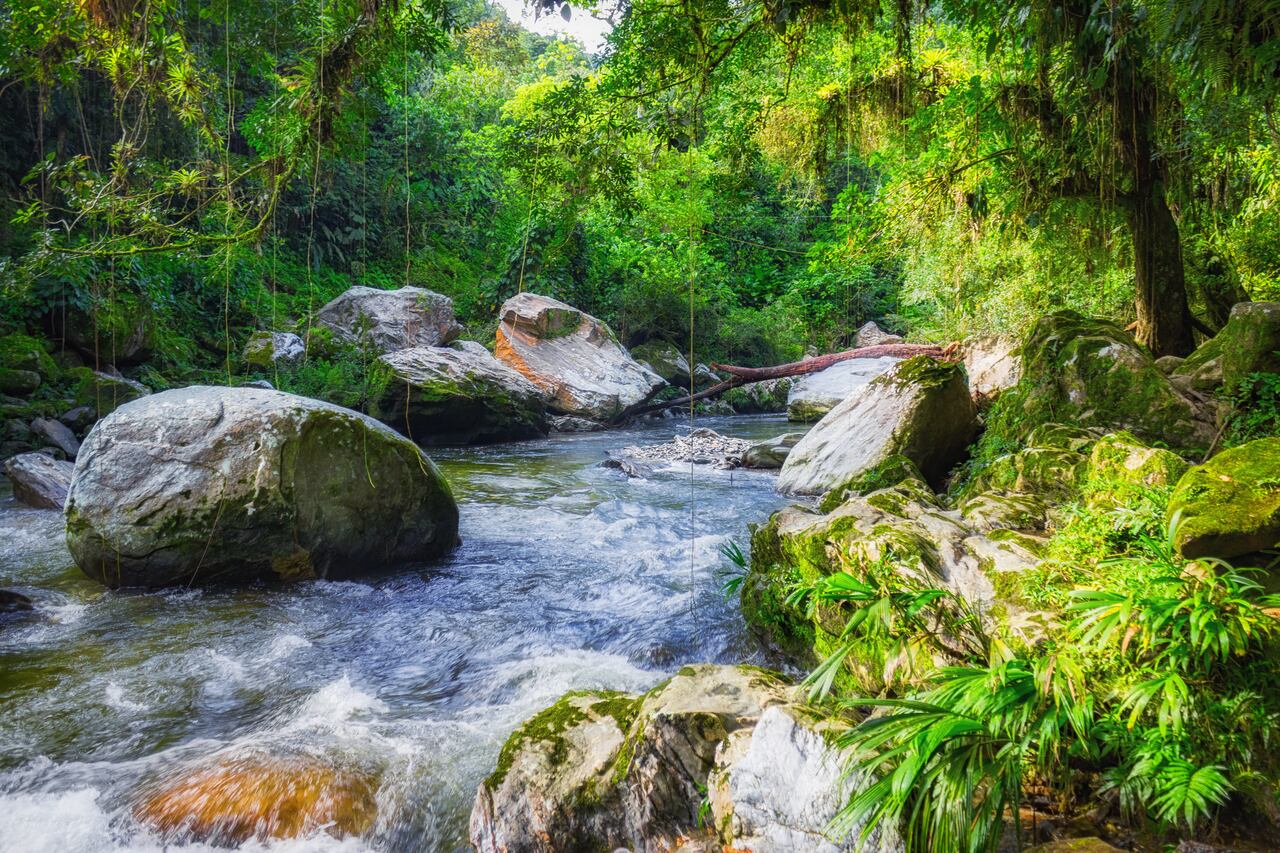 Ríos como el Guachaca, Mamey y Buritaca hacen parte del recorrido para llegar hasta Ciudad Perdida. Asimismo, son fuente de vida para la fauna y flora que se encuentran en la zona, especialmente para aves exóticas, que fueron fuente de información del clima, cosechas y estados naturales para los indígenas; mariposas, reptiles, venados, dantas, y el particular tigre mariposo.