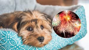 La petición realizada por internet busca prohibir la pólvora sonora que afecta a los animales y el medio ambiente.