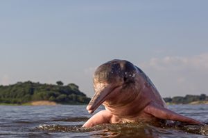 Amazon River Dolphin on Rio Negro