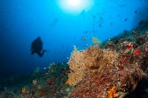 Scuba diving Exploring and enjoying Coral reef  Sea life   Water sports  Scuba diver point of view. Gorgonian Coral