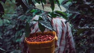 Man and coffee plantation in Colombia