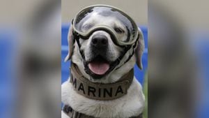 Frida, la perrita rescatista de la Secretaría de Marina e ícono de la solidaridad y ayuda en el sismo del 19 de septiembre de 2017 en México.