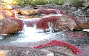 Estas rocas son de suma importancia ya que  son parte de tres ecosistemas en los que plantas y animales son diversos: La Cordillera de los Andes,  los Llanos Orientales y la selva Amazónica. 
